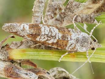 Rhyacionia maritimana Prse adulte - ©Friedmar Graf