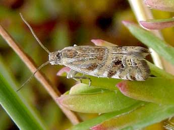 Epinotia mercuriana Frl. adulte - ©Jean-Pierre Lamoline