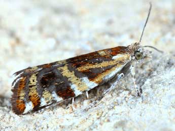 Epinotia mercuriana Frl. adulte - Michel Billard