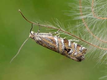 Epinotia mercuriana Frl. adulte - Jean-Pierre Lamoline