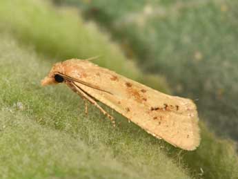 Cochylimorpha meridiana Stgr adulte - ©Philippe Mothiron