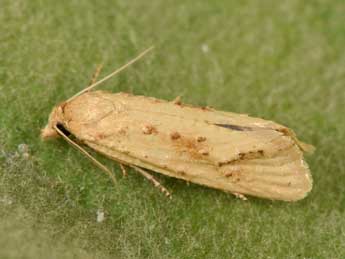 Cochylimorpha meridiana Stgr adulte - ©Philippe Mothiron