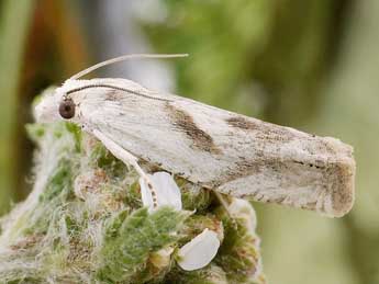 Eucosma metzneriana Tr. adulte - ©Friedmar Graf