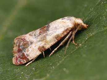 Cochylis millierana H. Peyer. adulte - ©Lionel Taurand