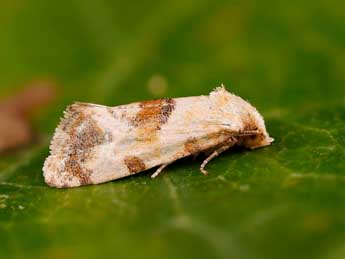 Cochylis millierana H. Peyer. adulte - Lionel Taurand