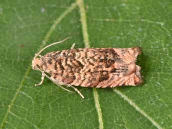 Gypsonoma minutana Hb. adulte - Philippe Mothiron