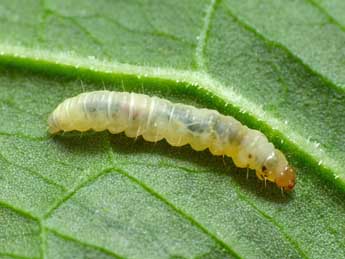  Chenille de Gypsonoma minutana Hb. - Patrick Clement