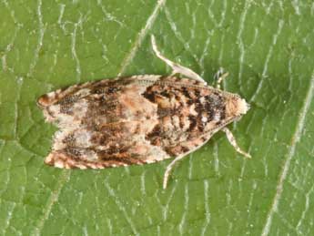 Gypsonoma minutana Hb. adulte - Philippe Mothiron