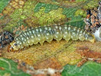  Chenille de Ancylis mitterbacheriana D. & S. - ©Patrick Clement