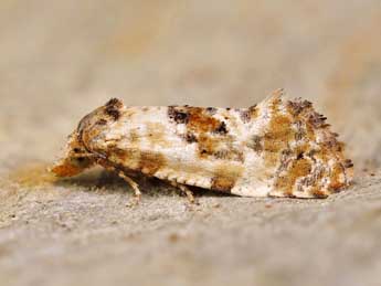 Cochylis molliculana Z. adulte - Lionel Taurand