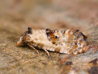 Cochylis molliculana Z. adulte - ©Lionel Taurand