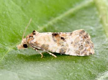 Cochylis molliculana Z. adulte - Philippe Mothiron