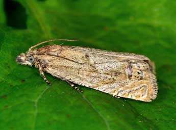 Eucosma monstratana Rbl adulte - ©Jrg Schmid