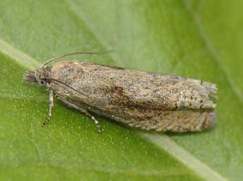 Eucosma monstratana Rbl adulte - ©Rudolf Bryner