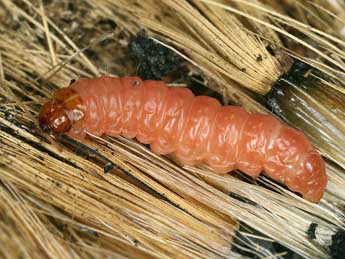  Chenille de Eucosma monstratana Rbl - Rudolf Bryner