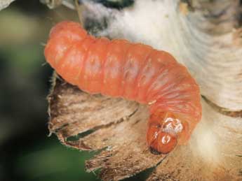  Chenille de Eucosma monstratana Rbl - Jrg Schmid