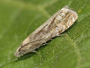 Eucosma monstratana Rbl adulte - Rudolf Bryner