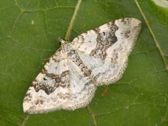 Xanthorhoe montanata D. & S. adulte - Philippe Mothiron