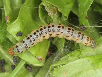  Chenille de Udea murinalis Fisch. - Jrg Schmid