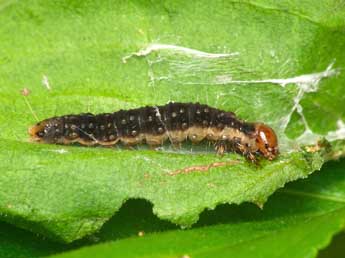  Chenille de Syndemis musculana Hb. - Patrick Clement