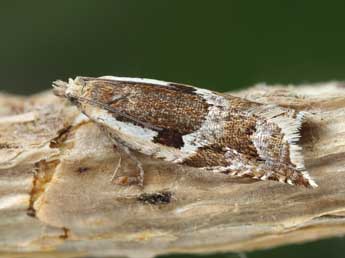 Ancylis myrtillana Tr. adulte - ©Patrick Clement