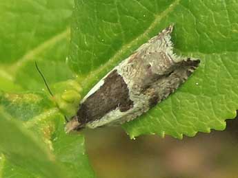 Ancylis myrtillana Tr. adulte - ©Jean-Pierre Lamoline