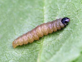  Chenille de Rhopobota naevana Hb. - Patrick Clement