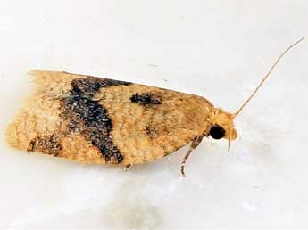 Clepsis neglectana H.-S. adulte - Friedmar Graf