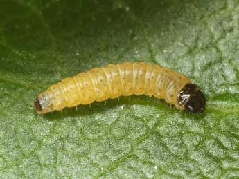  Chenille de Epinotia nemorivaga Tengst. - ©Jrg Schmid