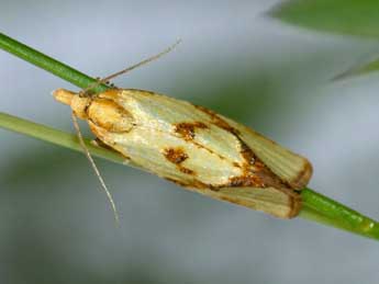 Fulvoclysia nerminae Koak adulte - Nathalie Merlet