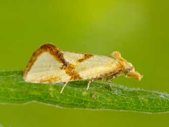 Fulvoclysia nerminae Koak adulte - Nathalie Merlet