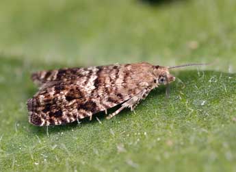 Epinotia nigricana H.-S. adulte - ©Lionel Taurand