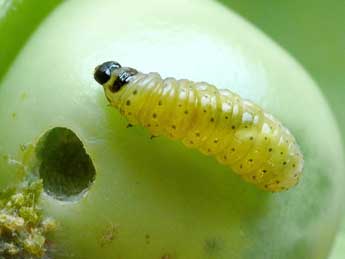  Chenille de Cydia nigricana F. - ©Patrick Clement