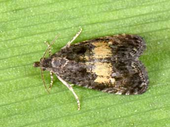 Endothenia nigricostana Hw. adulte - Philippe Mothiron