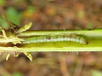  Chenille de Endothenia nigricostana Hw. - ©Ruben Meert