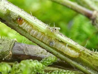  Chenille de Endothenia nigricostana Hw. - ©Philippe Mottet