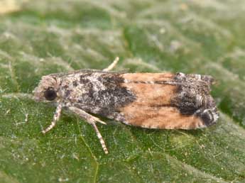 Epinotia nisella Cl. adulte - Philippe Mothiron