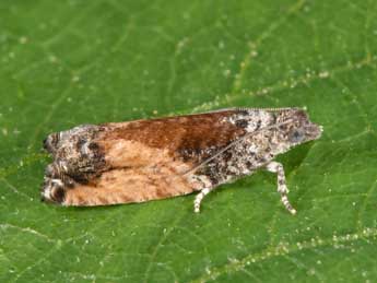 Epinotia nisella Cl. adulte - Philippe Mothiron