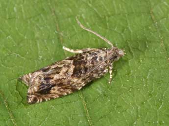 Epinotia nisella Cl. adulte - Philippe Mothiron