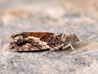 Epinotia nisella Cl. adulte - Lionel Taurand