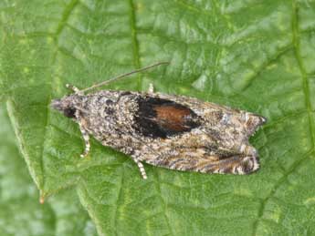 Epinotia nisella Cl. adulte - Philippe Mothiron