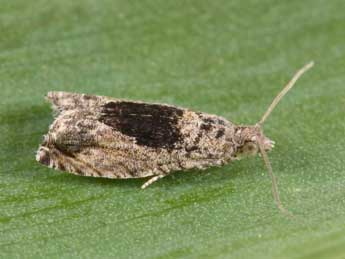 Epinotia nisella Cl. adulte - Philippe Mothiron