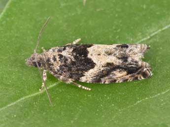 Epinotia nisella Cl. adulte - Philippe Mothiron