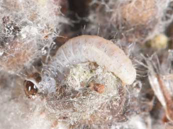  Chenille de Epinotia nisella Cl. - Philippe Mothiron
