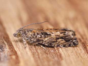 Epinotia nisella Cl. adulte - ©Lionel Taurand