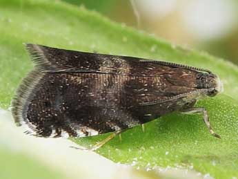 Strophedra nitidana F. adulte - Friedmar Graf