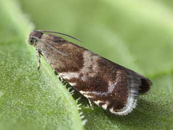 Strophedra nitidana F. adulte - ©Patrick Clement