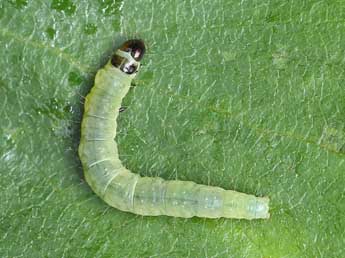  Chenille de Acleris notana Donovan - ©Patrick Clement