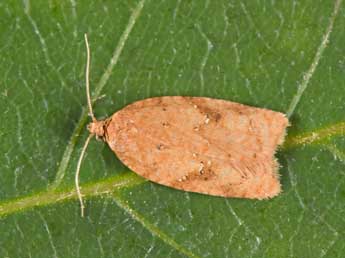 Acleris notana Donovan adulte - ©Philippe Mothiron