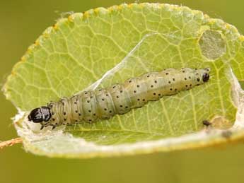  Chenille de Hedya nubiferana Hw. - Lionel Taurand